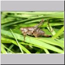 Pholidoptera griseoaptera - Strauchschrecke w06 - Feuchtwiese.jpg